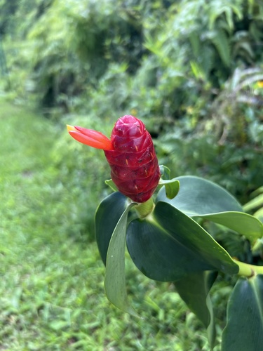Costus woodsonii observed 2026-10-07