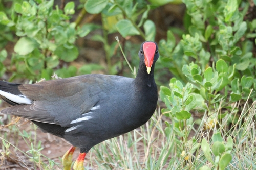 Gallinula chloropus observed 2026-10-07