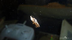Acleris cristana