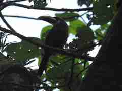 Aulacorhynchus prasinus