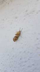Cynaeda dentalis