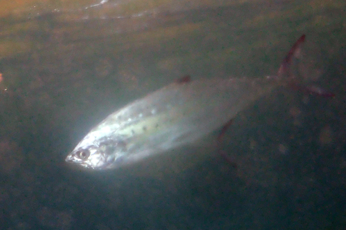 Scomberoides lysan observed 2026-10-07