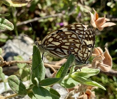 Melanargia occitanica