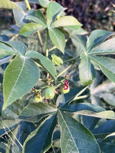 Jatropha gossypiifolia, 2026-10-06