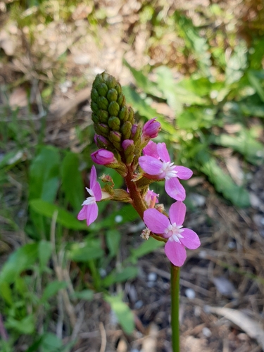 Stylidium armeria