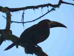 Aulacorhynchus prasinus