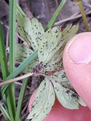 Synchytrium anemones