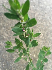 Polygonum ramosissimum