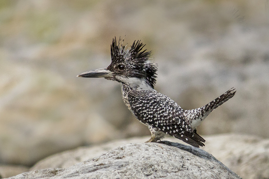 Crested Kingfisher (Megaceryle lugubris) photo