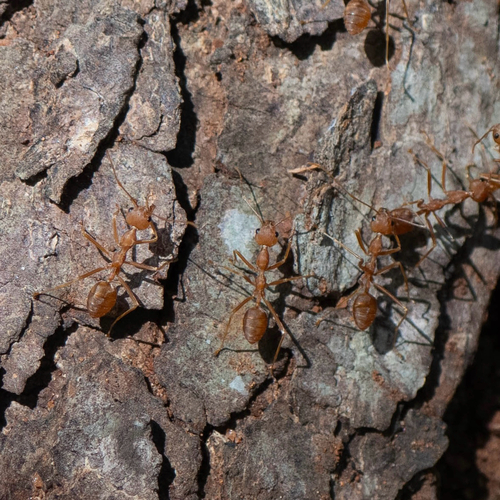 Asian Weaver Ant