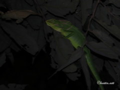 Bronchocela jubata