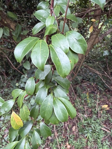 Urceola rosea observed 2026-10-08