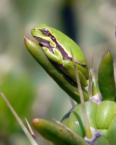 Sardinian Tree Frog, Provincia di Nuoro, Italia, photo 9 of 10