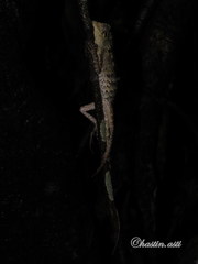 Gonocephalus kuhlii