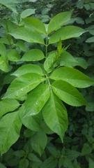 Sambucus nigra