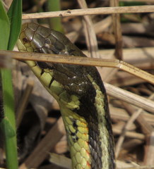 Thamnophis sirtalis