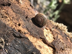 Helminthoglypta traskii