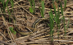 Thamnophis sirtalis