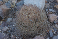 Echinomastus durangensis