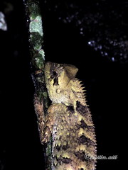 Gonocephalus kuhlii
