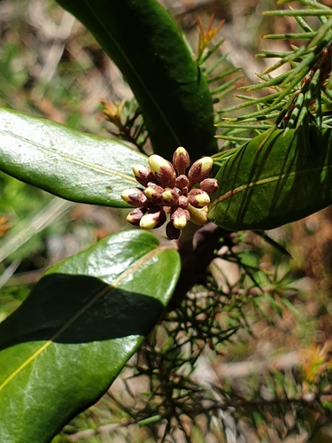Leichhardtia suaveolens observed 2026-10-08