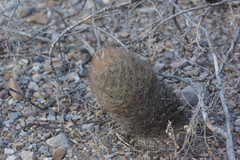 Echinomastus durangensis