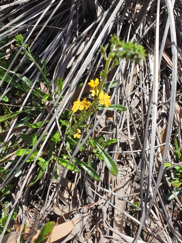 Goodenia bellidifolia observed 2026-10-08