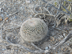 Mammillaria grusonii