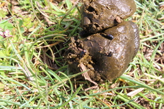 Phalacronothus quadrimaculatus