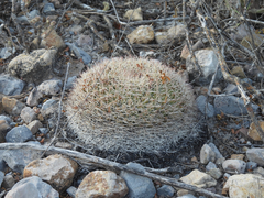 Mammillaria grusonii