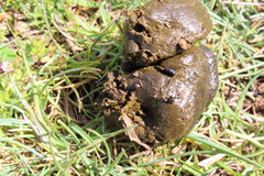 Phalacronothus quadrimaculatus