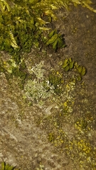 Cladonia