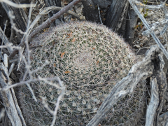 Mammillaria grusonii
