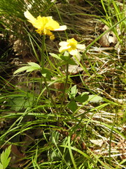 Ranunculus hispidus hispidus