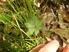 Ranunculus hispidus hispidus