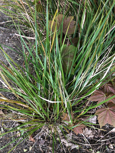 Anemanthele lessoniana, 2026-10-08