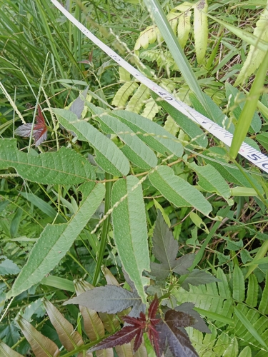 Zanthoxylum ailanthoides observed 2026-10-08