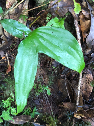 Cheiropleuria bicuspis