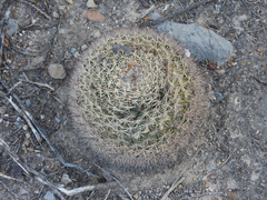 Mammillaria grusonii
