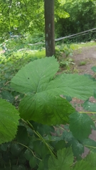 Humulus lupulus
