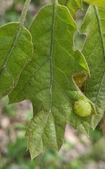 Dryocosmus quercuspalustris