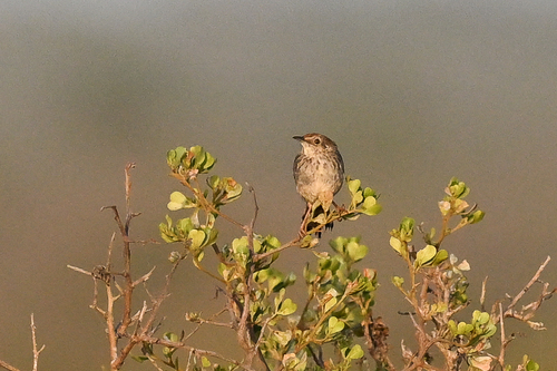 iNaturalist image