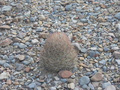 Echinomastus durangensis