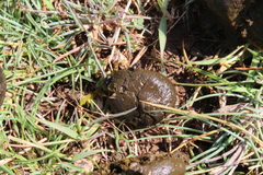 Phalacronothus quadrimaculatus