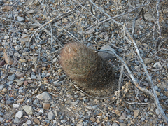 Echinomastus durangensis