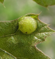 Dryocosmus quercuspalustris