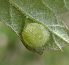 Dryocosmus quercuspalustris