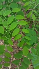 Robinia pseudoacacia
