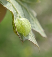 Dryocosmus quercuspalustris