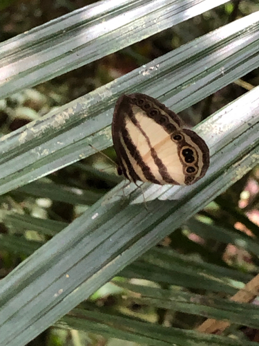 Kinabalu Ringlet